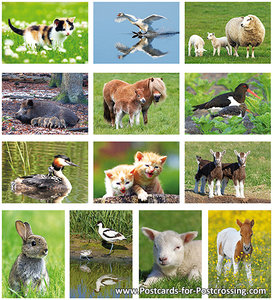 Postcard set animals