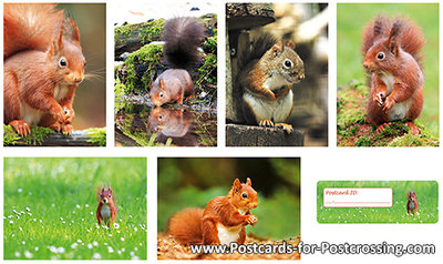 Postcard set squirrels