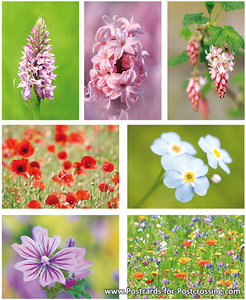 Postcard set flowers