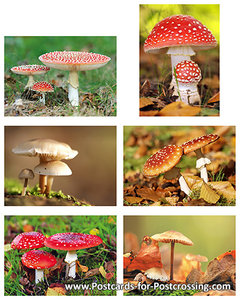 Mushroom postcard set