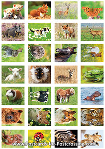 Animal sticker sheet