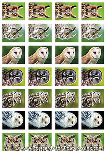 Owl sticker sheet