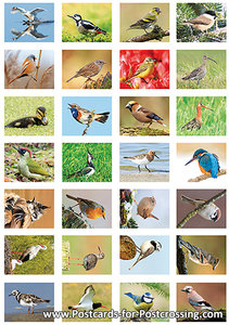 Bird sticker sheet - great stickers from various birds