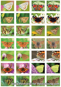 Butterfly sticker sheet