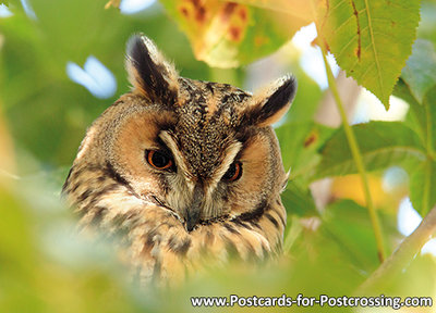 Long eared owl postcard