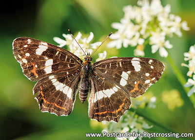 Postcard Map butterfly