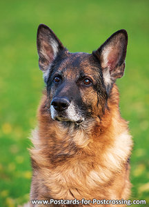 German Shepherd postcard