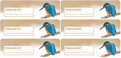 Postcard ID sticker Kingfischer