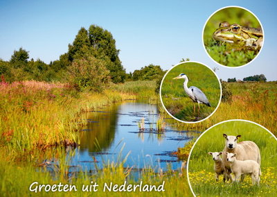 Postcard Groeten uit Nederland 005