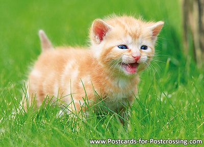 Kitten postcard