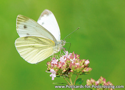 Cabbage White Butterfly postcard