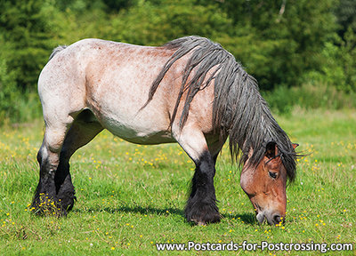 Belgian horse postcard