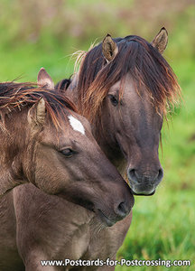 Konik horses postcard