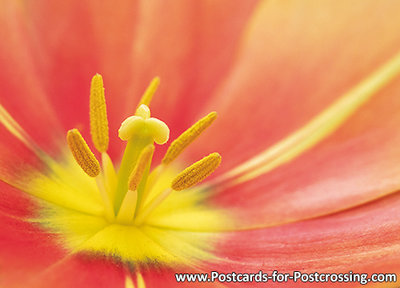 Tulip close-up postcard