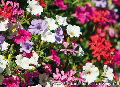 Flower box with geraniums and Petunias postcard