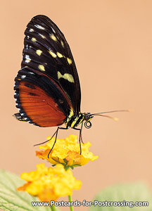 Heliconius butterfly postcard