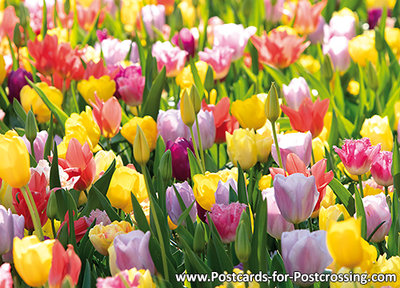 Tulip field postcard