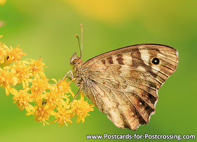 Speckled wood butterfly postcard