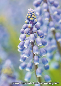 Grape hyacinth postcard