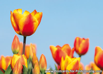 Red-yellow tulips postcard
