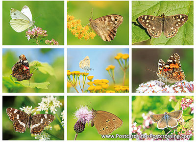 butterfly postcard set