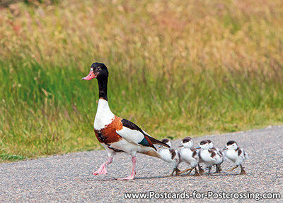 Common shelduck with young postcard