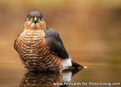 Eurasian sparrow hawk postcard