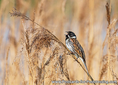 Common reed bunting postcard (0581)