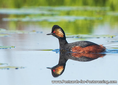 Black-necked grebe postcard