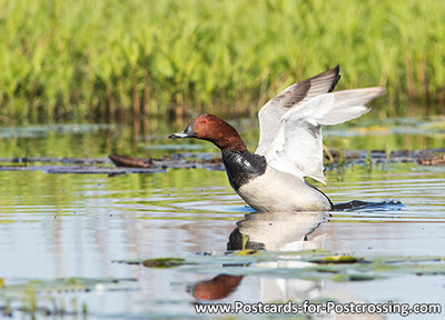 Common pochard postcard