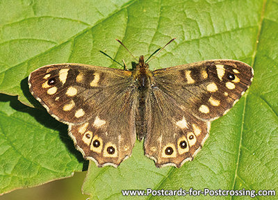 Speckled wood butterfly postcard