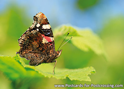 Vanessa atalanta butterfly postcard