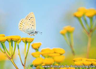 Common blue postcard