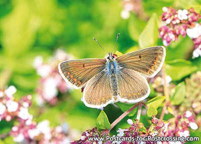 Brown Argus postcard