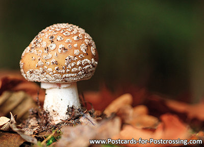 Mushroom postcard