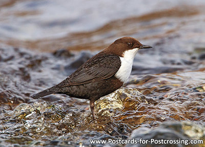 White-throated dipper postcard