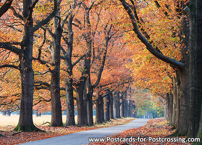 Autumn lane postcard