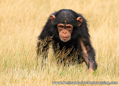 Chimpanzee postcard