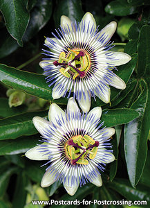 Passionflower postcard