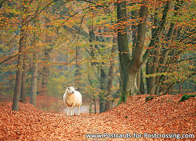 Autumn postcard - sheep