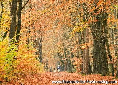 Autumn lane postcard