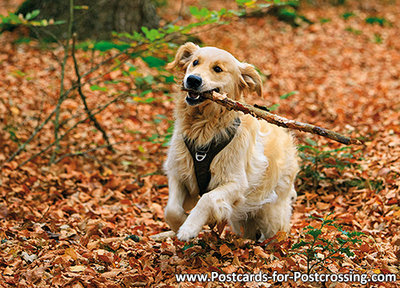 Golden Retriever postcard