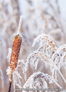 Common bulrush postcard