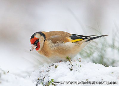 European goldfinch postcard