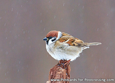 Eurasian tree sparrow postcard