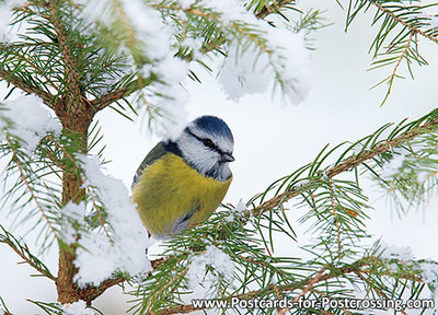 Eurasian blue tit postcard