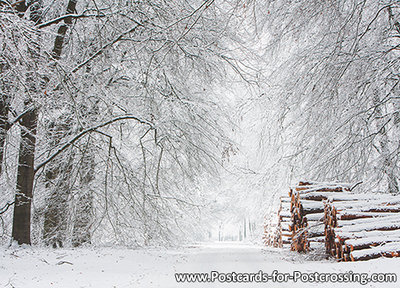 Winter lane with tree trunks postcard