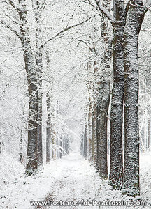 Winter lane postcard