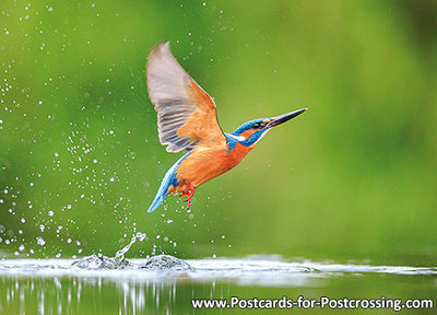 Kingfisher postcard 