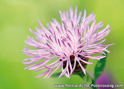 Brown knapweed postcard